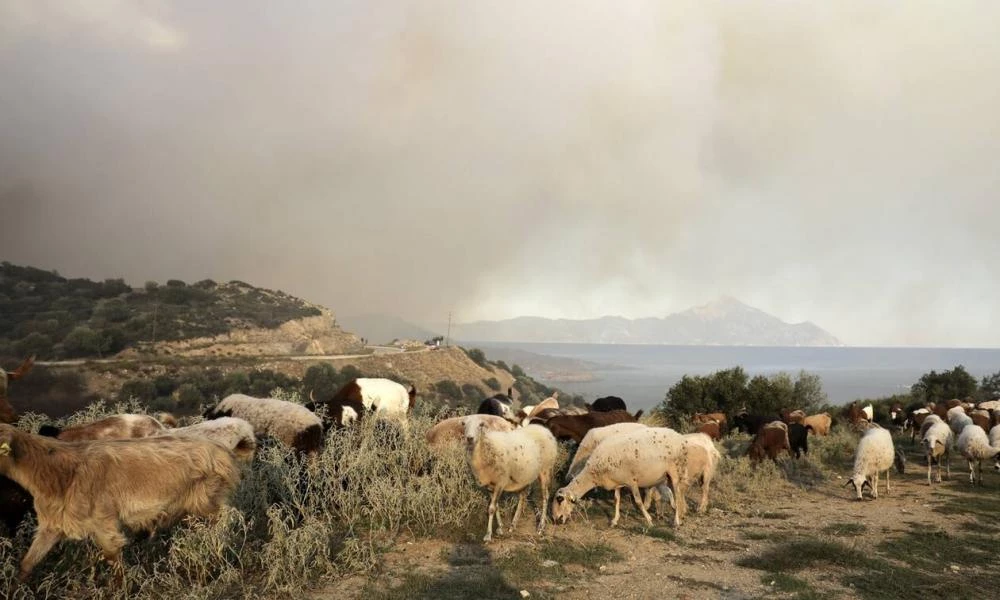 Άγριος καβγάς στην Κάρπαθο: Τσακώθηκαν με βοσκό και τους... δάγκωσε!